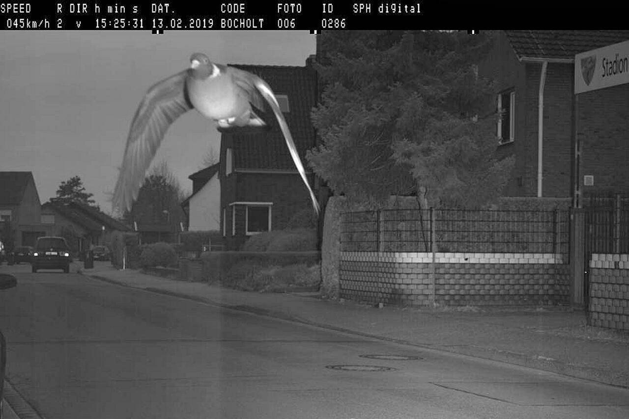 Bocholt: Taube Wird Mit 45 Km/h In 30er-Zone Geblitzt - Stevinho.de ...